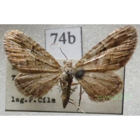 Eupithecia pusillata (Denis & Schiffermüller, 1775) Czech74b